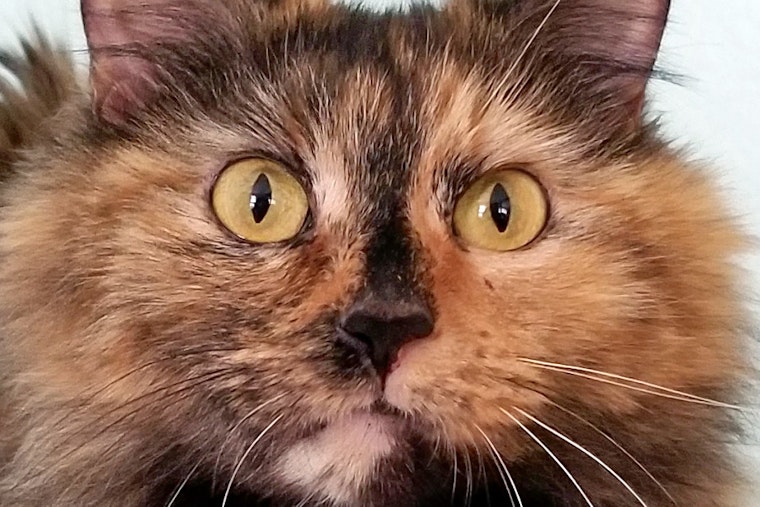 Cats in Irvine looking for their fur-ever homes