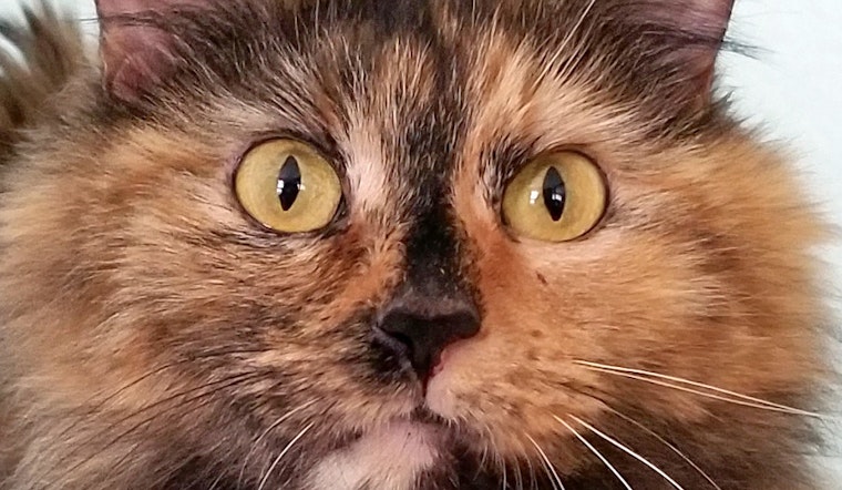 Cats in Irvine looking for their fur-ever homes