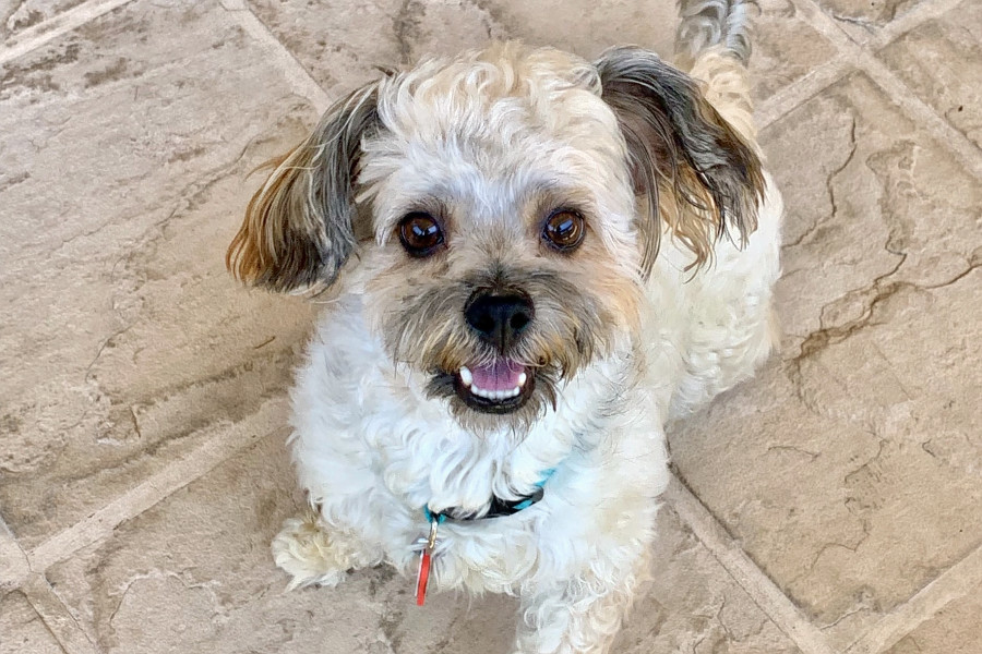 Dogs in San Jose looking for their furever homes