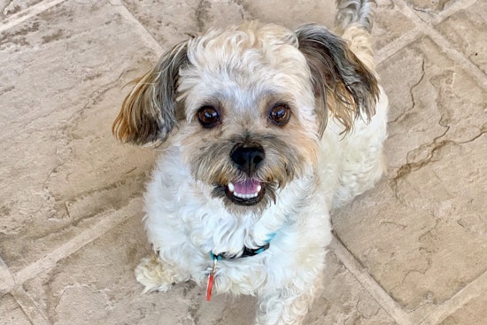 Dogs in San Jose looking for their fur-ever homes
