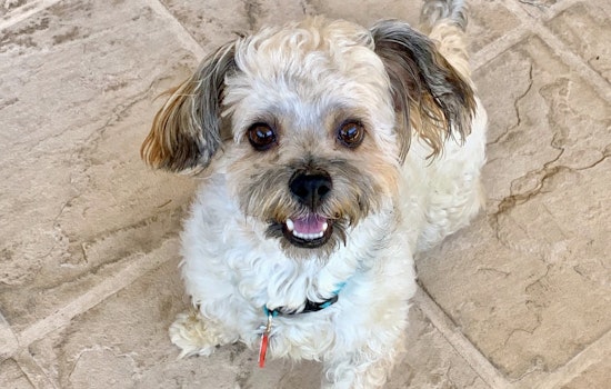 Dogs in San Jose looking for their fur-ever homes