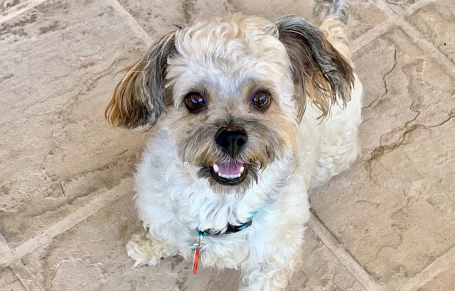 Dogs in San Jose looking for their fur-ever homes