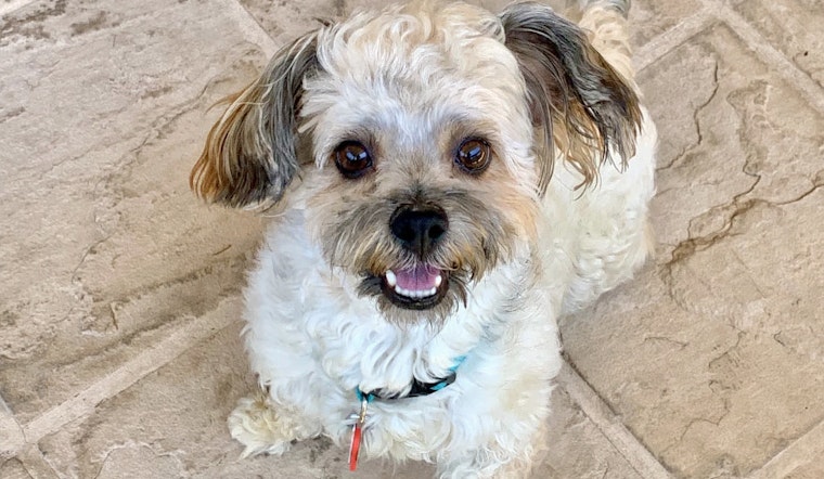 Dogs in San Jose looking for their fur-ever homes