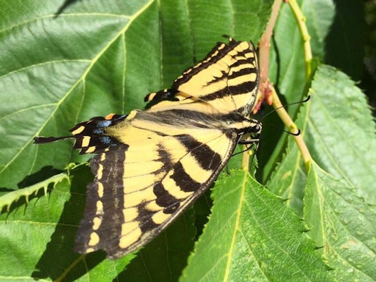 Nonprofit Seeks Support For Market St. Butterfly Habitat