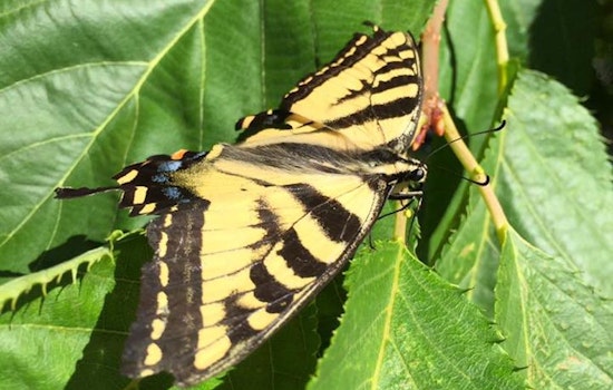 Nonprofit Seeks Support For Market St. Butterfly Habitat