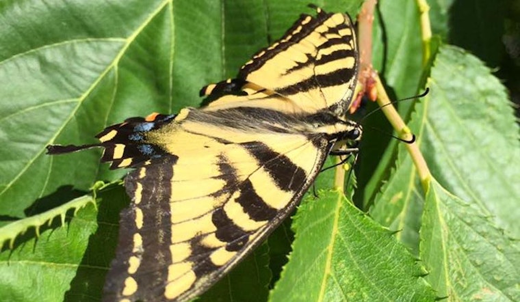 Nonprofit Seeks Support For Market St. Butterfly Habitat