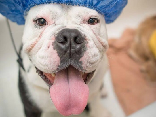 Seismic Retrofit Leaves Marina Dog Groomer With Bone To Pick