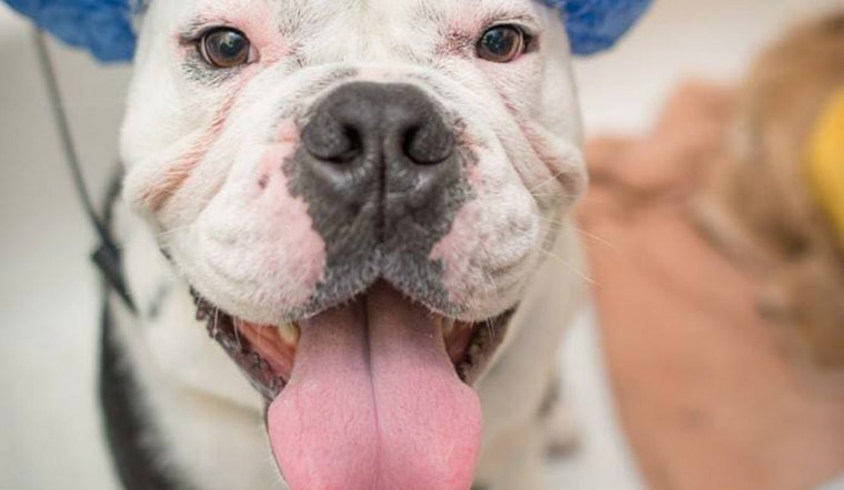 Seismic Retrofit Leaves Marina Dog Groomer With Bone To Pick