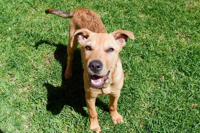 Puppies in New York City looking for their fur-ever homes