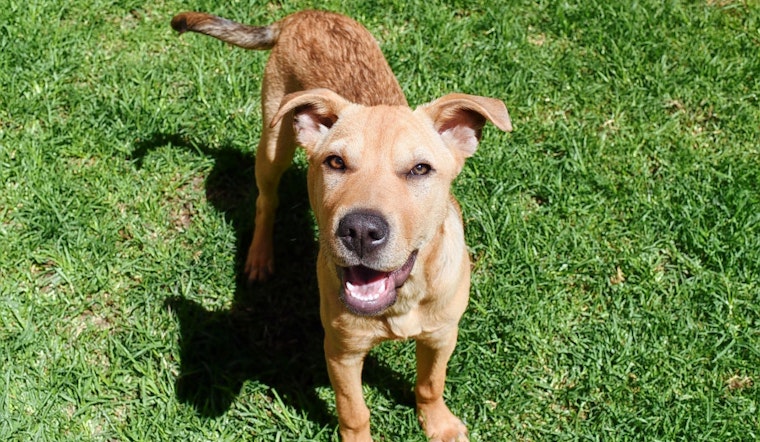 Puppies in New York City looking for their fur-ever homes