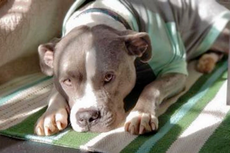 Dogs in Washington looking for their fur-ever homes