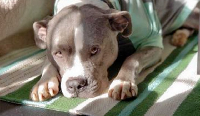 Dogs in Washington looking for their fur-ever homes