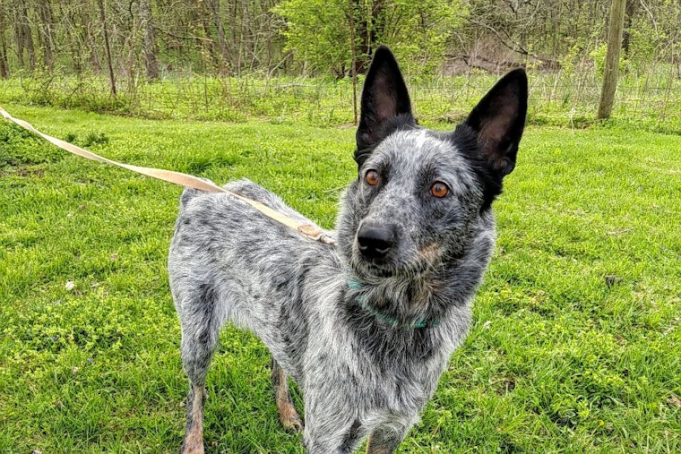 Dogs in Philadelphia looking for their fur-ever homes