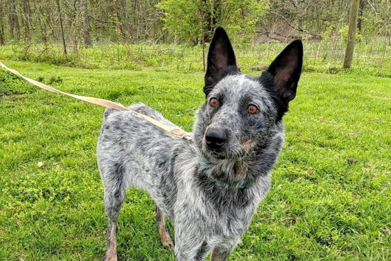 Dogs in Philadelphia looking for their fur-ever homes