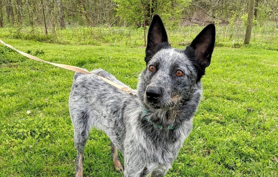 Dogs in Philadelphia looking for their fur-ever homes