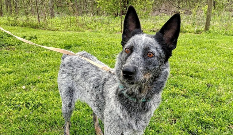 Dogs in Philadelphia looking for their fur-ever homes