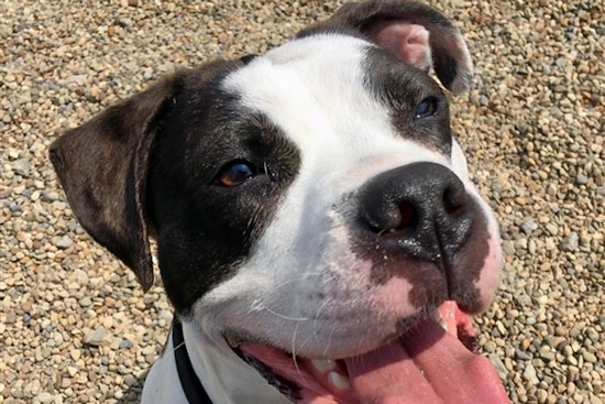Dogs in Pittsburgh looking for their fur-ever homes