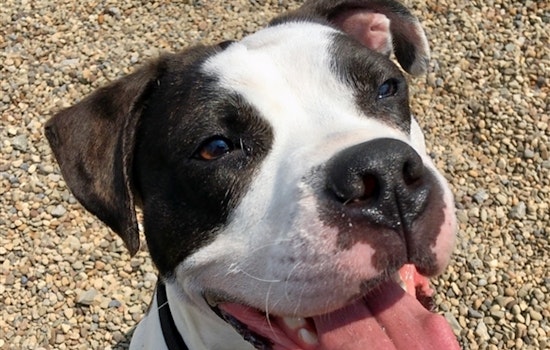Dogs in Pittsburgh looking for their fur-ever homes
