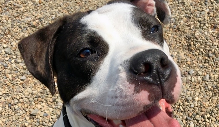 Dogs in Pittsburgh looking for their fur-ever homes