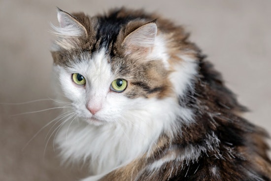Cats in Baltimore looking for their fur-ever homes