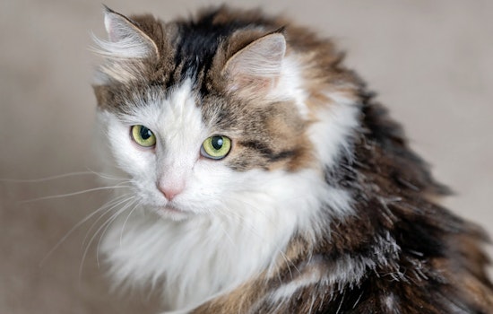 Cats in Baltimore looking for their fur-ever homes