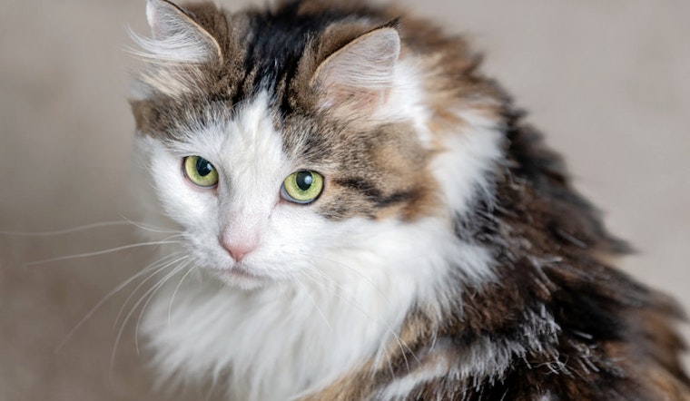 Cats in Baltimore looking for their fur-ever homes