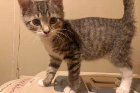 Kittens in Cleveland looking for their fur-ever homes