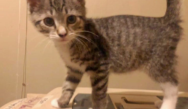 Kittens in Cleveland looking for their fur-ever homes