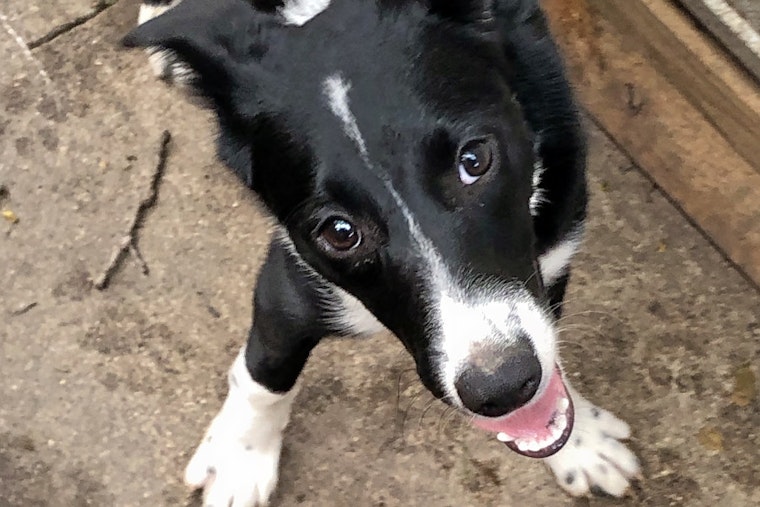Puppies in Cincinnati looking for their fur-ever homes