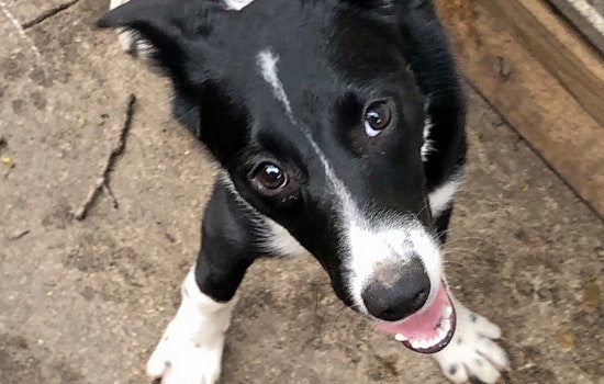 Puppies in Cincinnati looking for their fur-ever homes