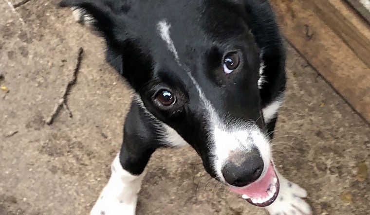Puppies in Cincinnati looking for their fur-ever homes