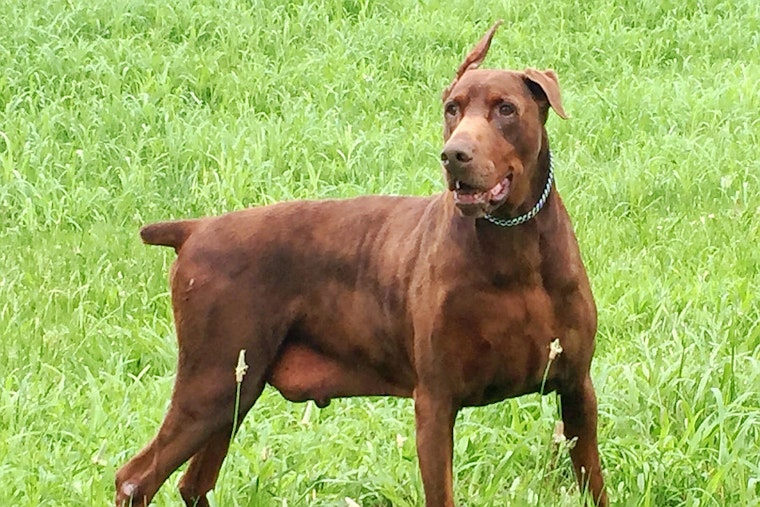 Dogs in Louisville looking for their fur-ever homes