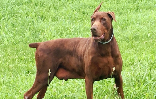 Dogs in Louisville looking for their fur-ever homes