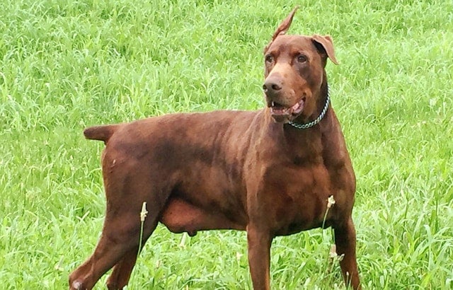 Dogs in Louisville looking for their fur-ever homes