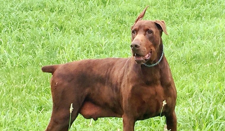 Dogs in Louisville looking for their fur-ever homes