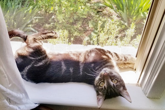 Kittens in Norfolk looking for their fur-ever homes