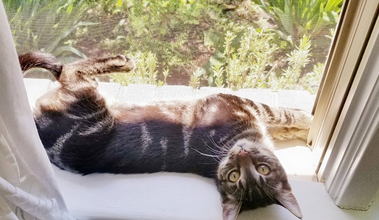 Kittens in Norfolk looking for their fur-ever homes