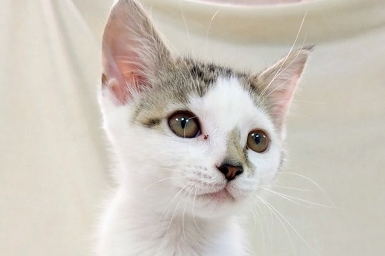 Kittens in Raleigh looking for their fur-ever homes