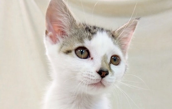 Kittens in Raleigh looking for their fur-ever homes