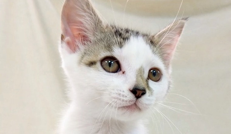 Kittens in Raleigh looking for their fur-ever homes