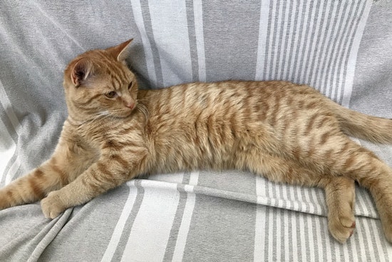 Kittens in Charlotte looking for their fur-ever homes