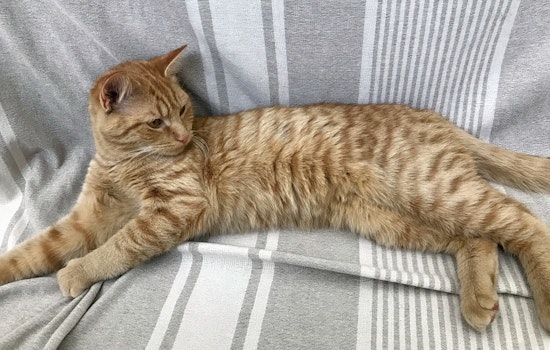 Kittens in Charlotte looking for their fur-ever homes