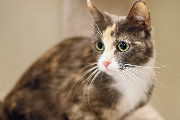 Cats in San Diego looking for their fur-ever homes