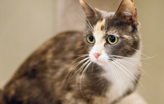 Cats in San Diego looking for their fur-ever homes