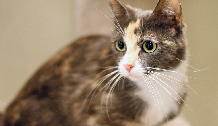 Cats in San Diego looking for their fur-ever homes