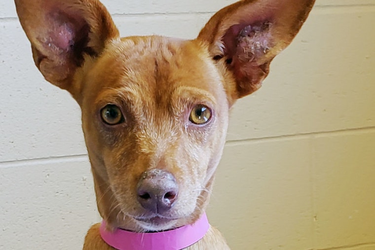 Dogs in Chula Vista looking for their fur-ever homes