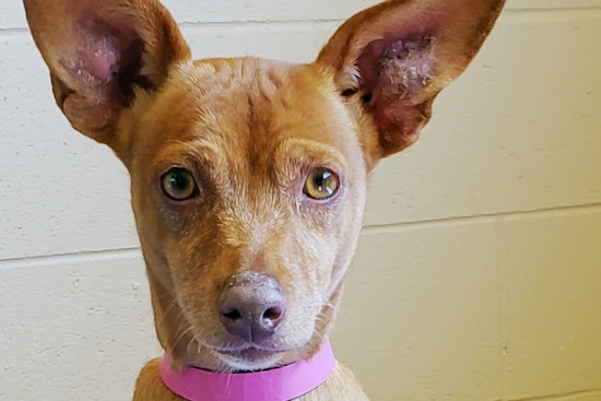 Dogs in Chula Vista looking for their fur-ever homes