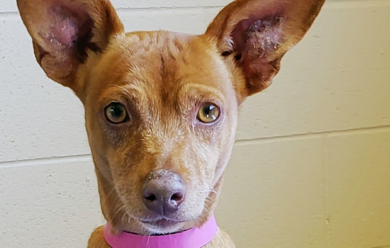 Dogs in Chula Vista looking for their fur-ever homes