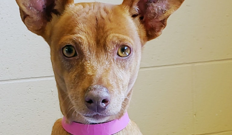 Dogs in Chula Vista looking for their fur-ever homes