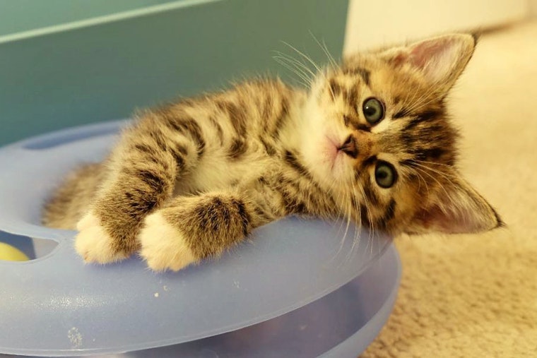 Kittens in Portland looking for their fur-ever homes